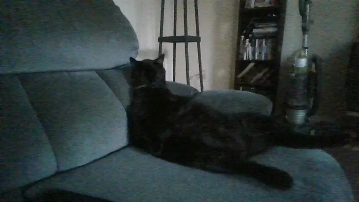Scarface Fell Asleep During Jeopardy