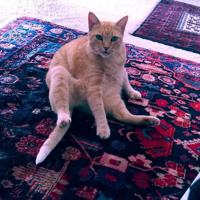 Kitty Yoga
