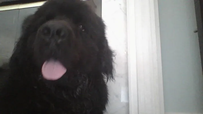 This Is Him After Killing His Favorite Toy