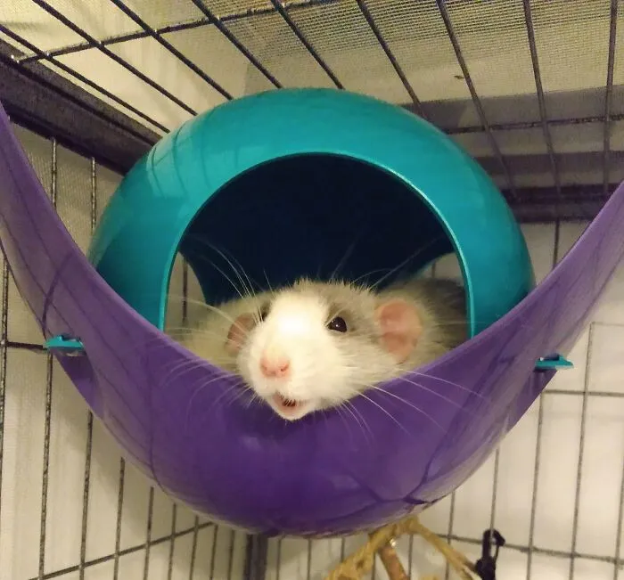 My Sweet Sleepy Boy