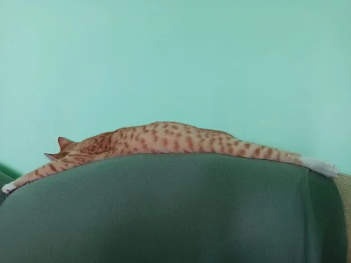 Just A Normal Nap!