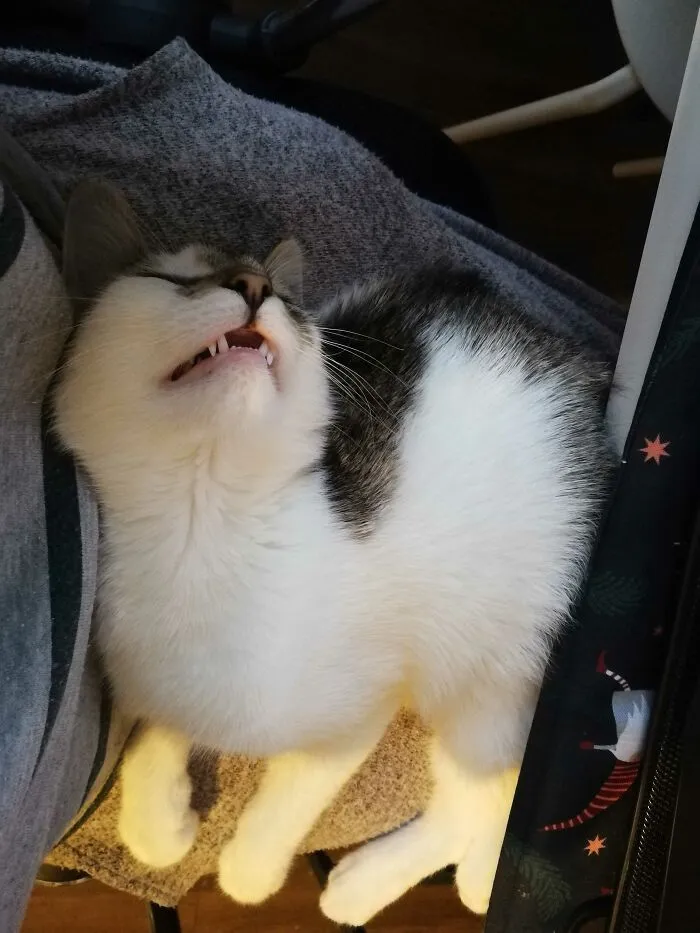 When You Want To Be Mad, But The Sleep Is Just Too Good