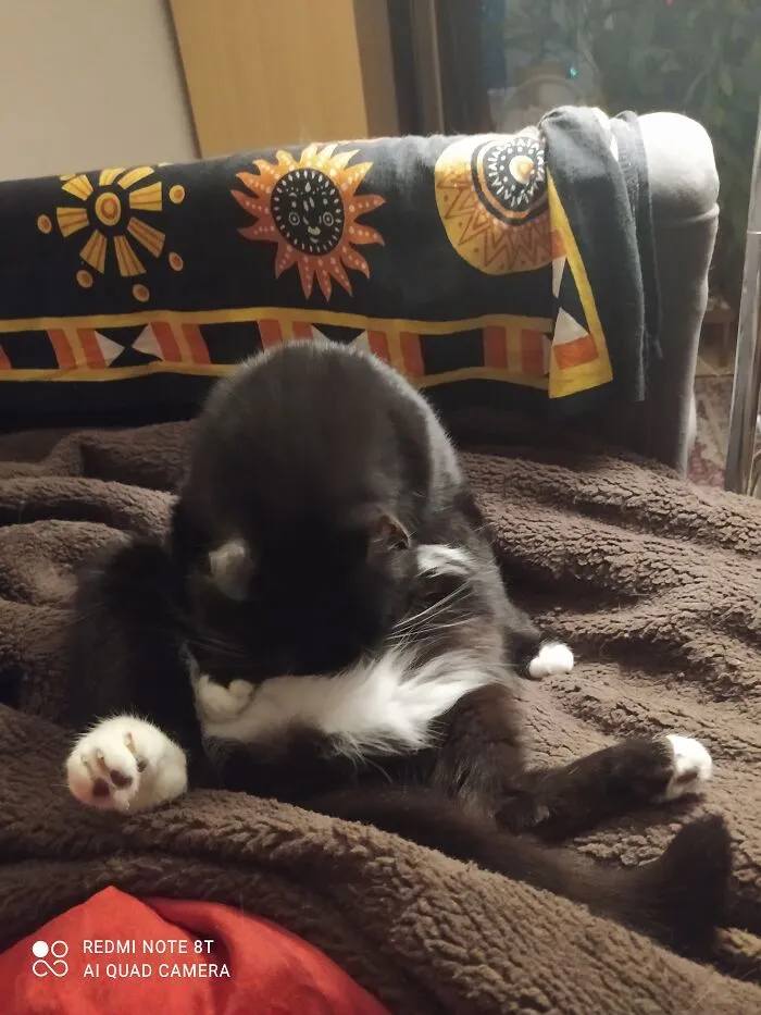 Kitty Wash With Mr. Binks