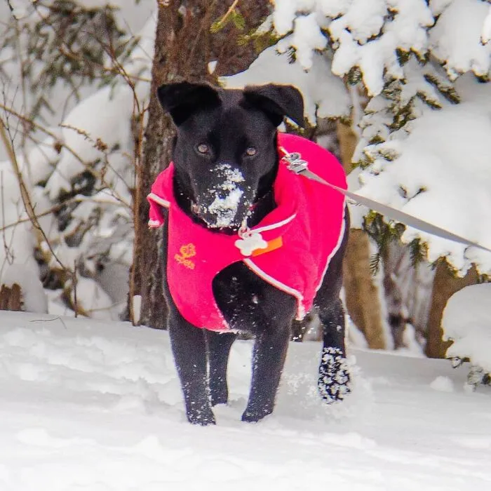 Playing In The Snow