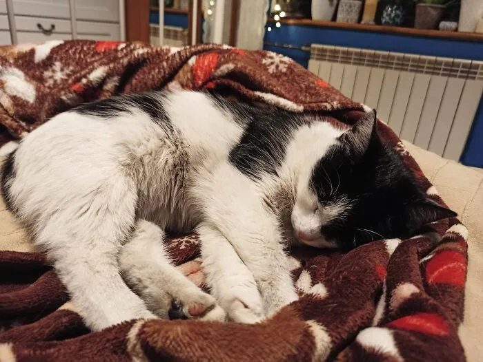 Sleeping Purpinia