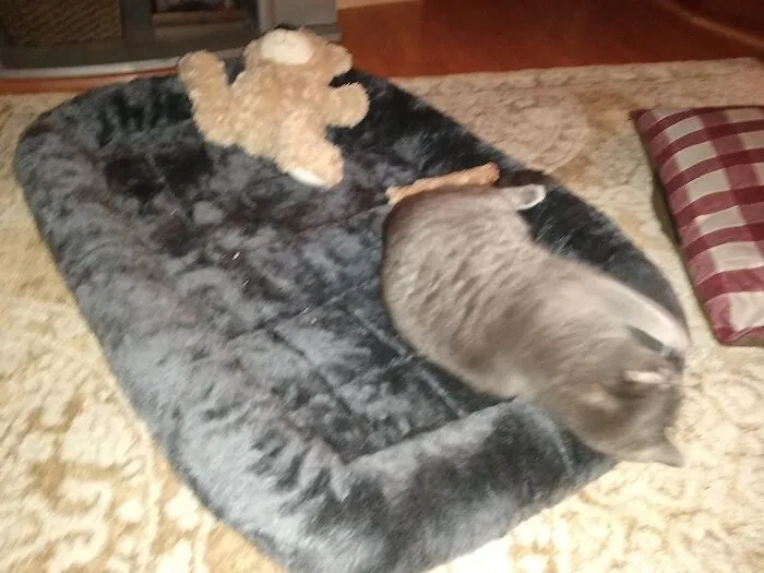 Luna Stealing Brother's Bed.