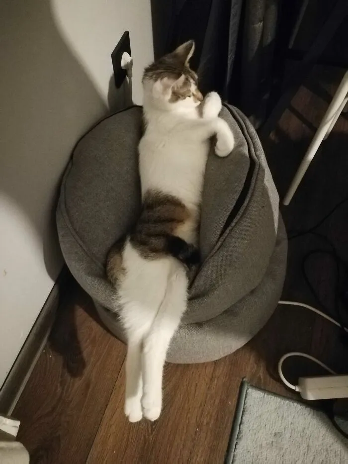 Draw Me Like One Of Your French Cats... So Much Grace