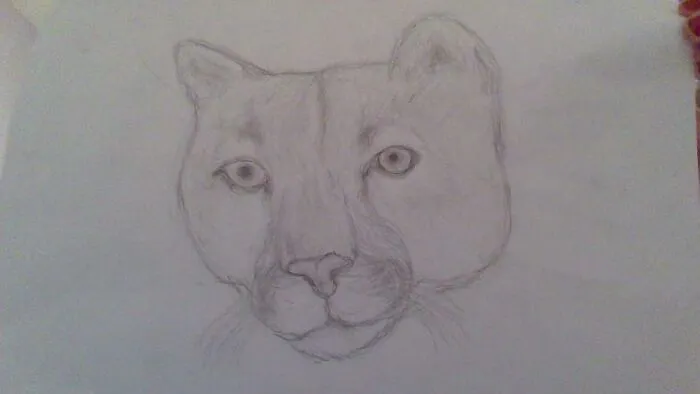 Mountain Lion!