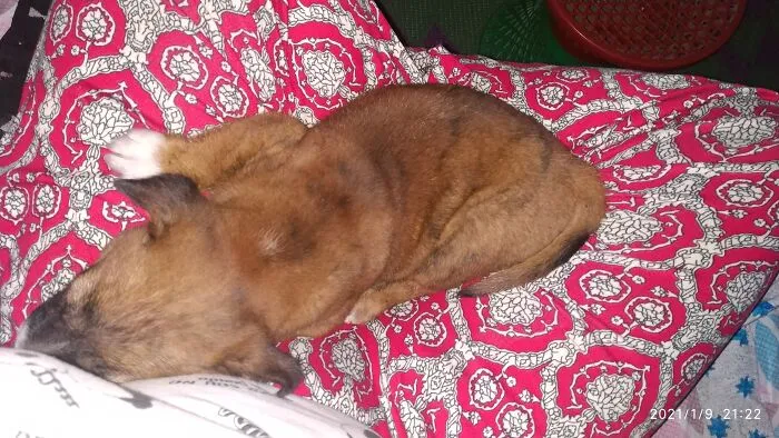 My Pup Always Sleep In My Lap Every Evening