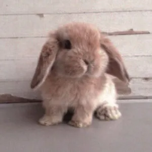 suebun:>