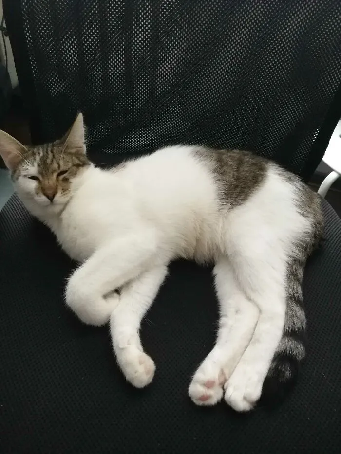 Needles To Say, This Is My Spot. We Are Sharing The Same Chair Because You Are Not Supposed To Move Your Cat If It's Comfy