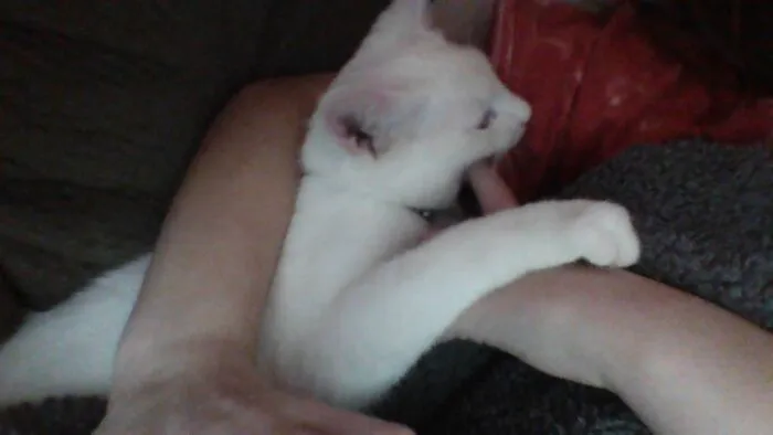Prince Duke Is Destroying My Finger