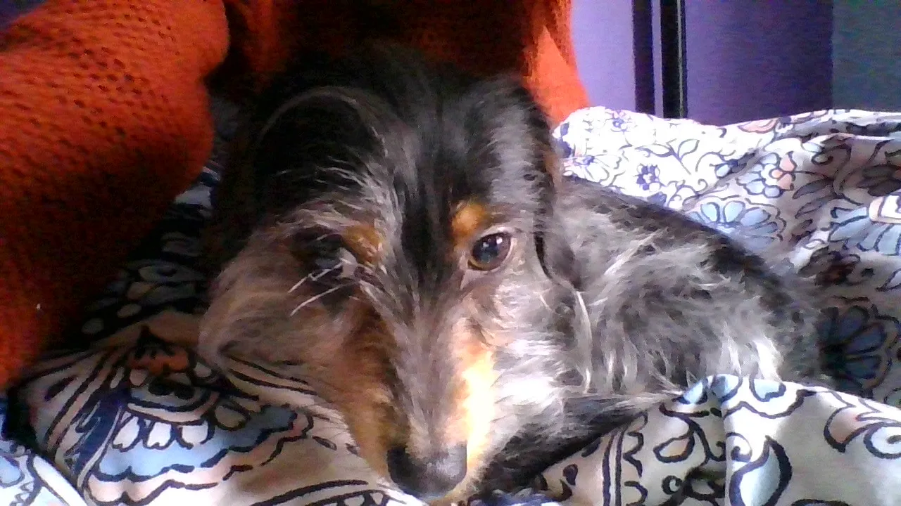 My Dog
