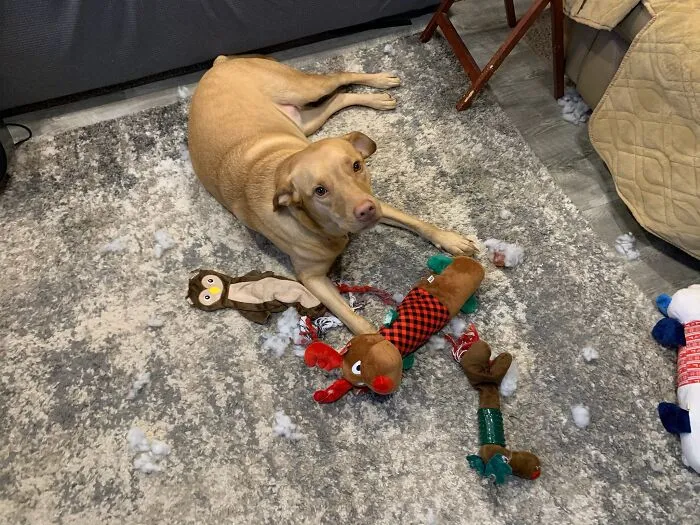 Elloree Got 5 New Stuffed Toys For Christmas... Notice What Is Left Of The 4....