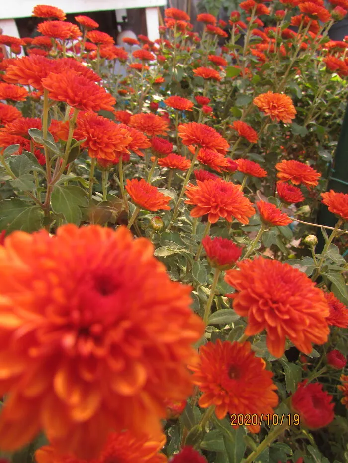 Zinnia Elegans