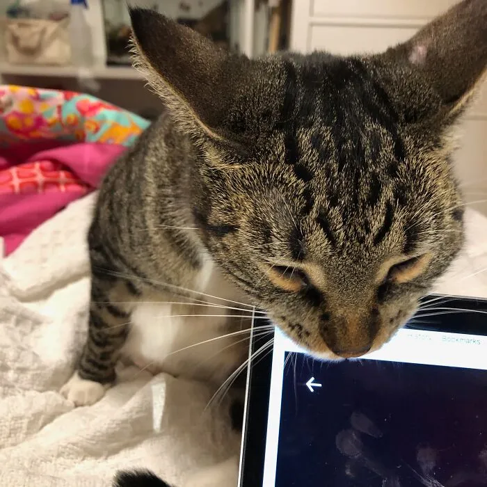 Laptop Chomper