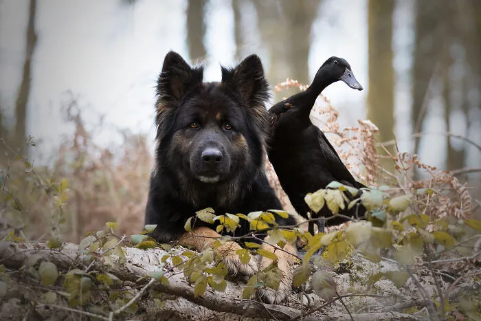 I Capture The Unexpected Friendship Between My Dog And My Birds On Film (27 New Pics)