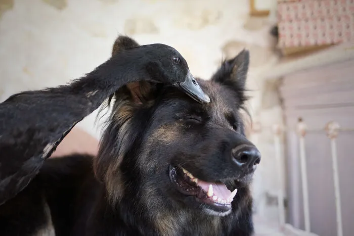 I Capture The Unexpected Friendship Between My Dog And My Birds On Film (27 New Pics)
