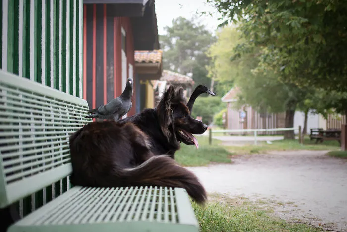 I Capture The Unexpected Friendship Between My Dog And My Birds On Film (27 New Pics)