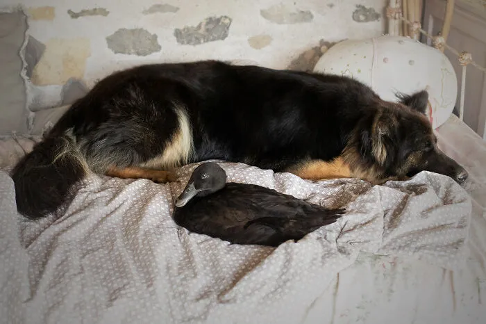 Nap Time