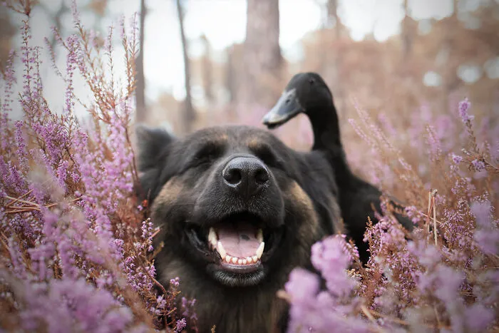 Happiness In Heather