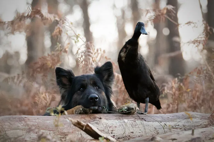 I Capture The Unexpected Friendship Between My Dog And My Birds On Film (27 New Pics)