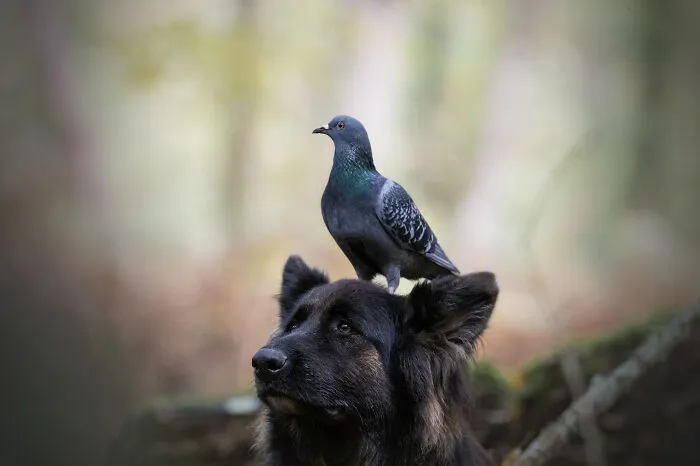 I Capture The Unexpected Friendship Between My Dog And My Birds On Film (27 New Pics)