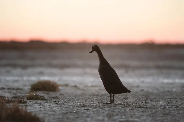 At Dusk In Camargue