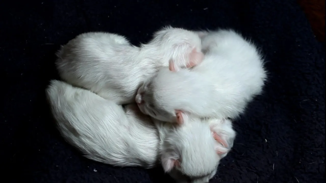 White Cute Kittens Sleeping In Most Adorable Ways - Too Cute /01 Day After They Were Born
