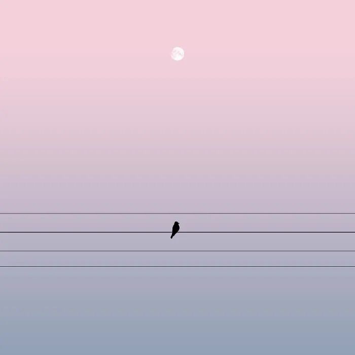 Lone Bird