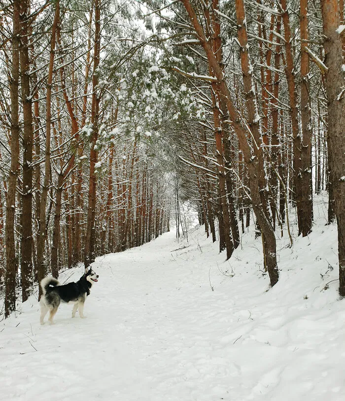 It Was Loki's Birthday And There Was A Bunch Of Snow For The First Time In A Few Years
