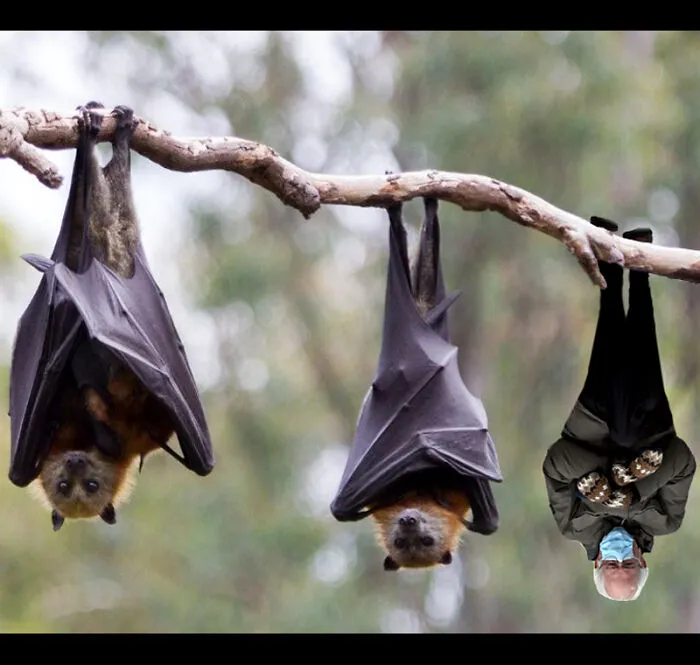 Bat Sanders