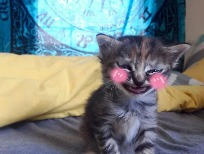 Catto Blush