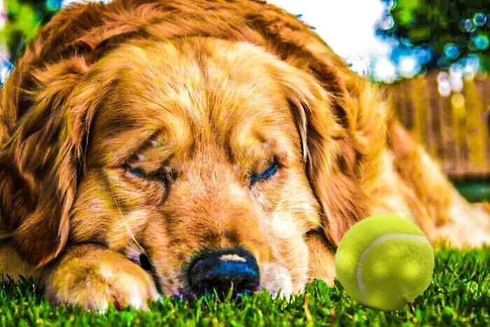 Exhausted Doggo