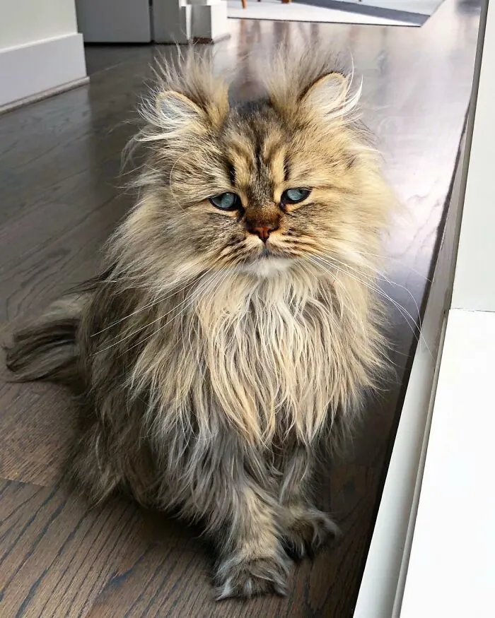 Meet The Persian Cat Barnaby Who Always Looks Like He Didn't Have His Morning Coffee Yet (30 Pics)