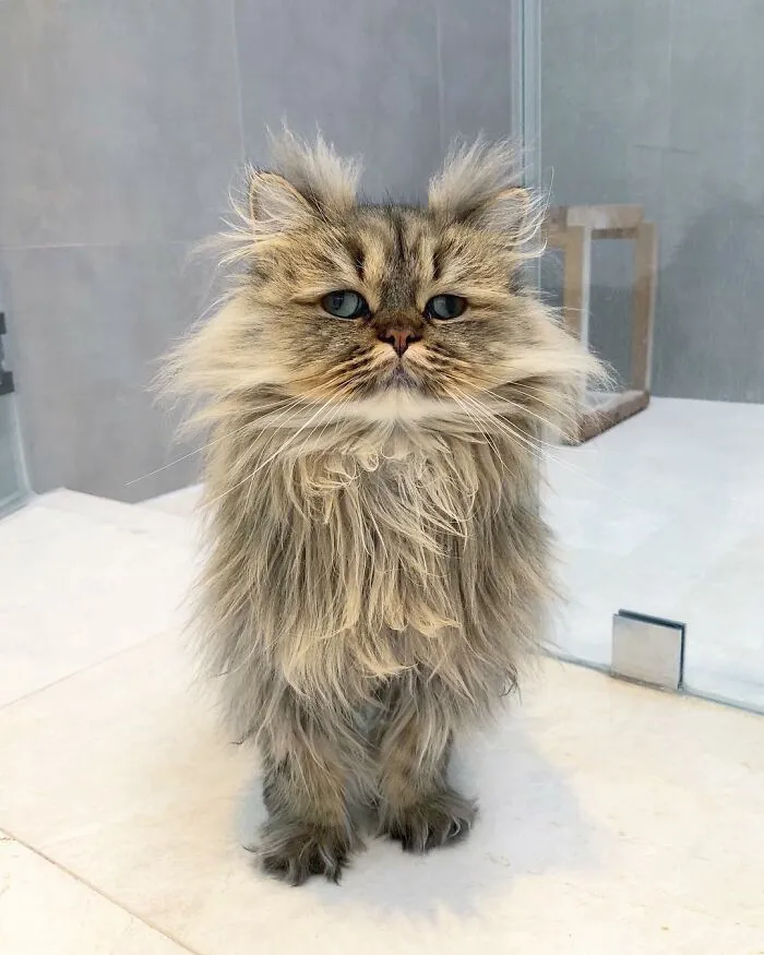 Meet The Persian Cat Barnaby Who Always Looks Like He Didn't Have His Morning Coffee Yet (30 Pics)