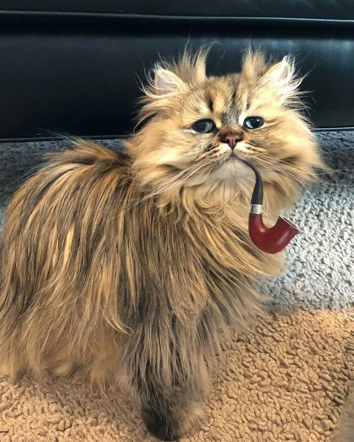 Meet The Persian Cat Barnaby Who Always Looks Like He Didn't Have His Morning Coffee Yet (30 Pics)