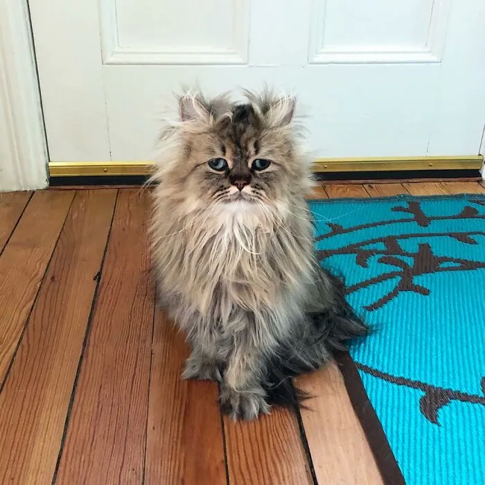 Meet The Persian Cat Barnaby Who Always Looks Like He Didn't Have His Morning Coffee Yet (30 Pics)