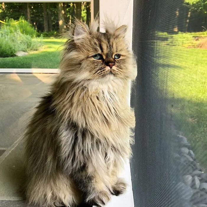 Meet The Persian Cat Barnaby Who Always Looks Like He Didn't Have His Morning Coffee Yet (30 Pics)