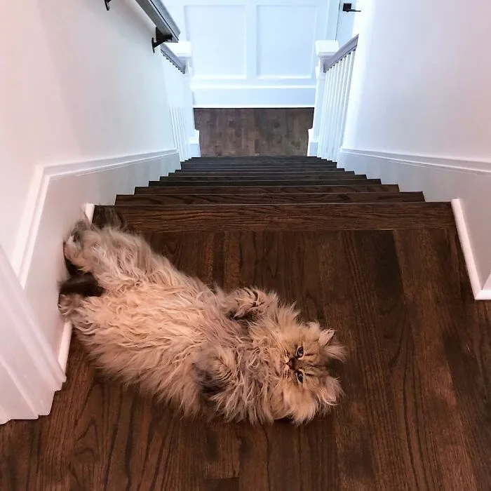 Meet The Persian Cat Barnaby Who Always Looks Like He Didn't Have His Morning Coffee Yet (30 Pics)