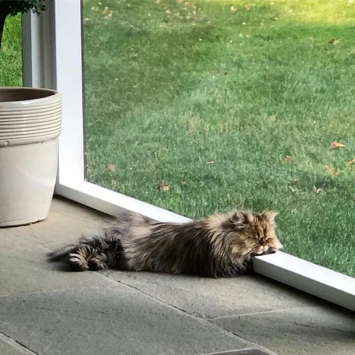 Meet The Persian Cat Barnaby Who Always Looks Like He Didn't Have His Morning Coffee Yet (30 Pics)