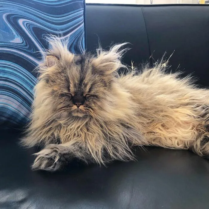 Meet The Persian Cat Barnaby Who Always Looks Like He Didn't Have His Morning Coffee Yet (30 Pics)
