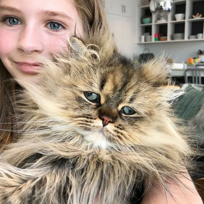 Meet The Persian Cat Barnaby Who Always Looks Like He Didn't Have His Morning Coffee Yet (30 Pics)