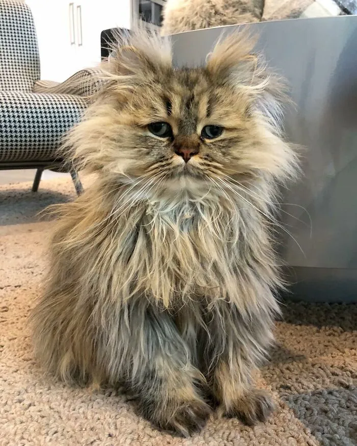 Meet The Persian Cat Barnaby Who Always Looks Like He Didn't Have His Morning Coffee Yet (30 Pics)
