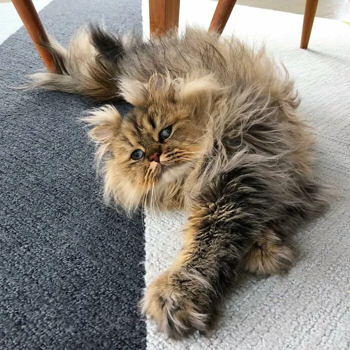 Meet The Persian Cat Barnaby Who Always Looks Like He Didn't Have His Morning Coffee Yet (30 Pics)