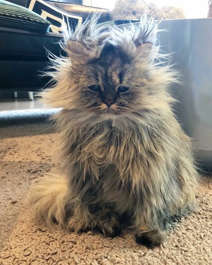 Meet The Persian Cat Barnaby Who Always Looks Like He Didn't Have His Morning Coffee Yet (30 Pics)