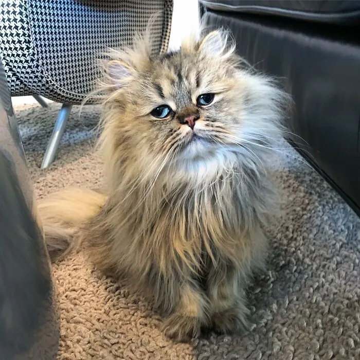 Meet The Persian Cat Barnaby Who Always Looks Like He Didn't Have His Morning Coffee Yet (30 Pics)