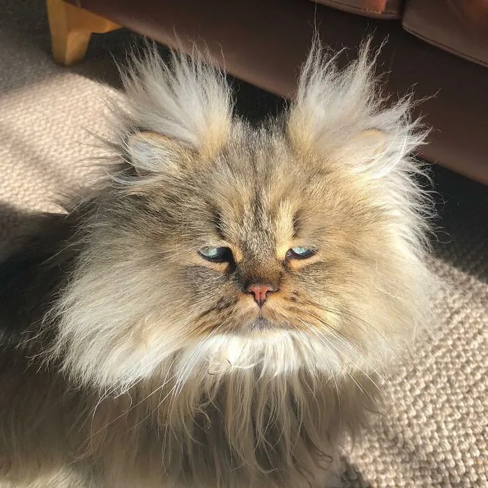 Meet The Persian Cat Barnaby Who Always Looks Like He Didn't Have His Morning Coffee Yet (30 Pics)