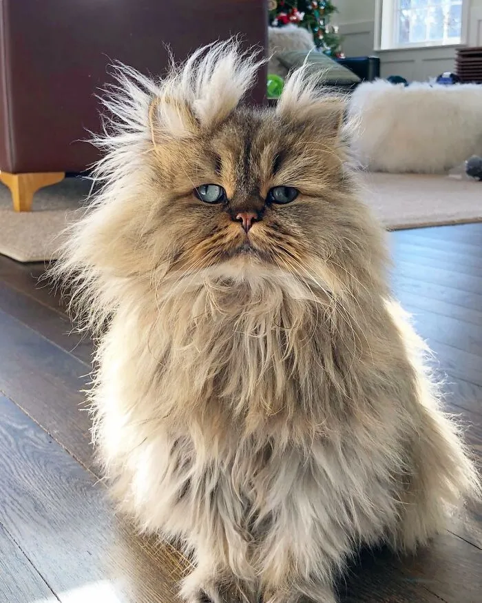 Meet The Persian Cat Barnaby Who Always Looks Like He Didn't Have His Morning Coffee Yet (30 Pics)
