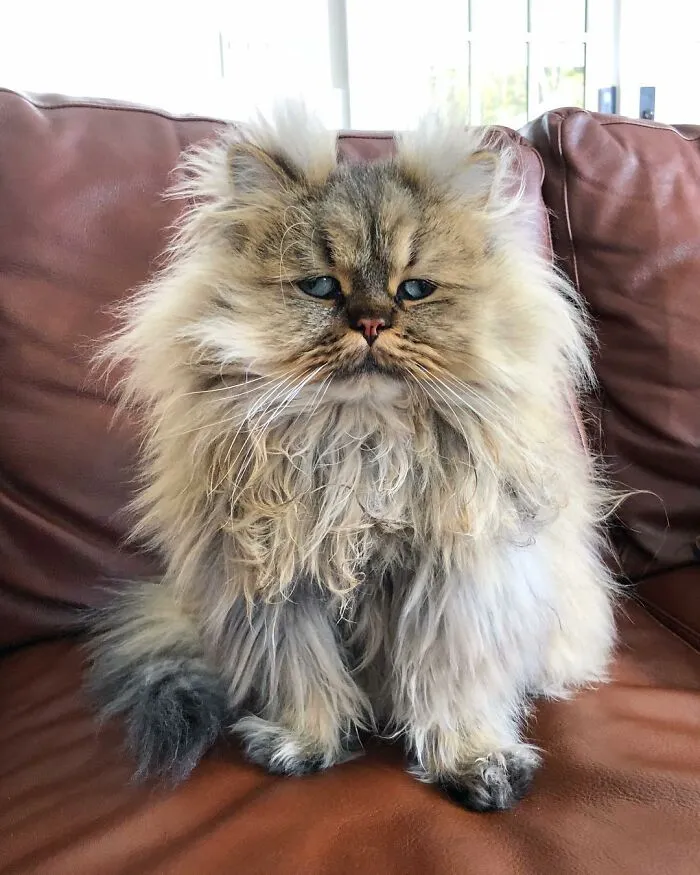 Meet The Persian Cat Barnaby Who Always Looks Like He Didn't Have His Morning Coffee Yet (30 Pics)